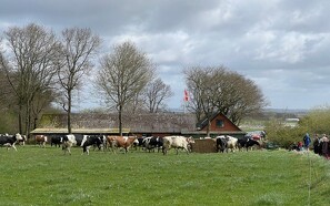 Video: Køerne kommer på græs hos Sevel Øko