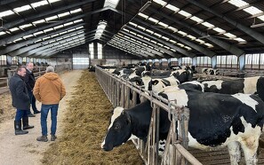 Danmarksdemokraterne vil bruge data om PFAS i kvæg fra Thy