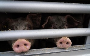 S og EL: Krav om kortere transporttid vil holde grise i Danmark