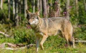 42 ulve i marts i Danmark - heraf otte par