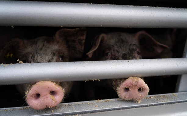 S og EL: Krav om kortere transporttid vil holde grise i Danmark
