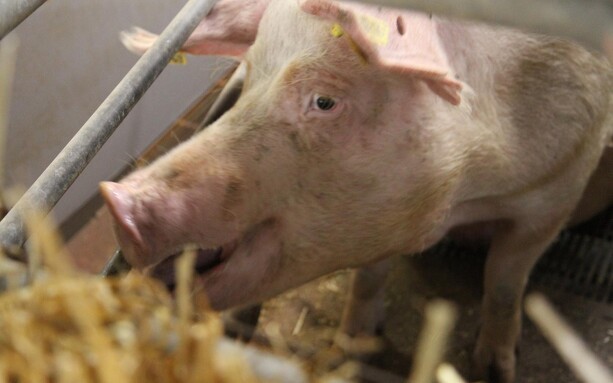 Dansk grisekødseksport ud af EU faldt med en femtedel i januar
