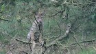 Nye ulvehvalpe i Klelund Plantage skaber bekymring hos dyreholdere