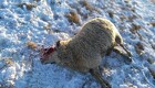 Fem får døde efter ulveangreb ved Klelund
