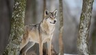 EU-Parlamentet: Reglerne for ulve skal strammes