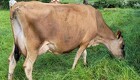 100 køer døde på Jersey - årsagen er endnu ukendt