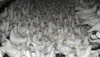 Fugleinfluenza i 50.000 høns ved Hedensted
