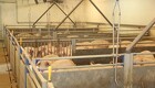 Tysk grisebestand er faldet med 25 procent