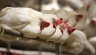 Ægproducent med 231.000 høner tror på hurtig løsning med PFAS i økologiske æg