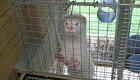 Fugleinfluenza smitter spanske mink