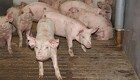 Laveste grisebestand i 25 år