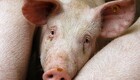 Slagteri finder indre blødninger: Landmand dømt for at slå sine grise