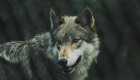 EU-ministre vil beskytte ulven