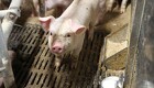 Den europæiske grisebestand faldt i 2022