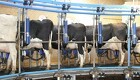 Professor: Dansk klimaafgift vil flytte mælkeproduktion til andre lande