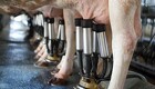 Danske forskere vil lave komælk uden køer