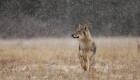 Trods markant flere ulve, så stiger angrebene på husdyr ikke