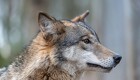 Ulvegruppe ønsker hele Jylland som ulvezone