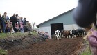 Se video: Var du ude og se køerne blive sluppet løs til Økodag?