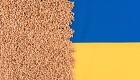 Ungarn vil beholde forbud mod ukrainsk korn resten af året