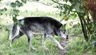 Den svenske regering vil halvere ulvebestanden