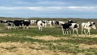 Kvæg må igen afgræsse PFAS områder
