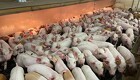 Tysk bestand af grise på laveste niveau i 30 år