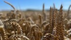 Rusland: Kornaftale kan genoptages, hvis FN imødekommer krav