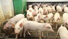 Rabobank: Handel med grisekød vil falde i andet halvår