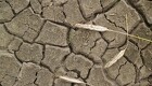 Seges forventer flere vil grave regnvandsbassiner mod tørketider