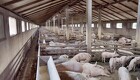Kina åbner for import af grisekød fra Rusland