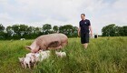 Svært år for økologisk grisekød