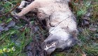 Formodet ulv trafikdræbt ved Rold Skov