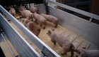 EU-udspil: Turen til slagteriet må tage maks ni timer