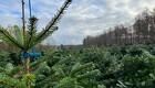 Selv om flere efterspørger øko-juletræer, så tøver producenterne med at omlægge