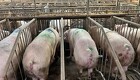 Kinesisk griseproduktion steg i 2023