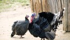 62.000 høns og kalkuner skal slås ned efter nyt fund af fugleinfluenza