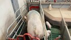 Ny dyrevelfærdsaftale: Det betyder den for grise