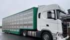Dyretransportør: Der er kun grisen til at betale for nye højdekrav