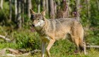 Ingen ulveangreb på mennesker i Europa siden 1974