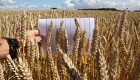 DLG frygter mangel på korn og majs i europa