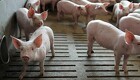 Hver fjerde ansat i dansk svineproduktion i 2020 var fra Ukraine