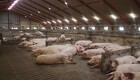 Porc-Ex Breeding lukker efter DanAvl-konflikt