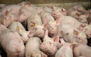 Opdatering af resistens hos svin