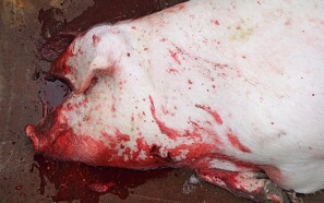Tyske svinebønder bløder