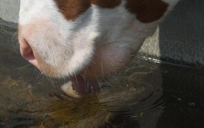 Højtydende køer kræver masser af vand