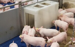 Overvågning af tilvækst med ny grisevægt
