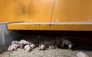 Masser af viden og hjælpeværktøjer til griseproducenterne