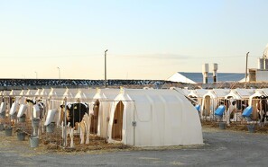 Kalve i hytter skal også have frisk luft