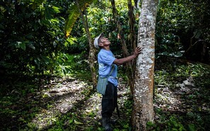 Bæredygtigt skovlandbrug spreder sig i Mellemamerika